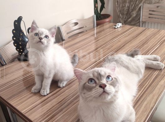 British Shorthair Blue Point 3 Aylık Dişi görsel