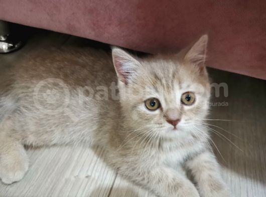 Oğlumuza Yuva Arıyoruz görsel