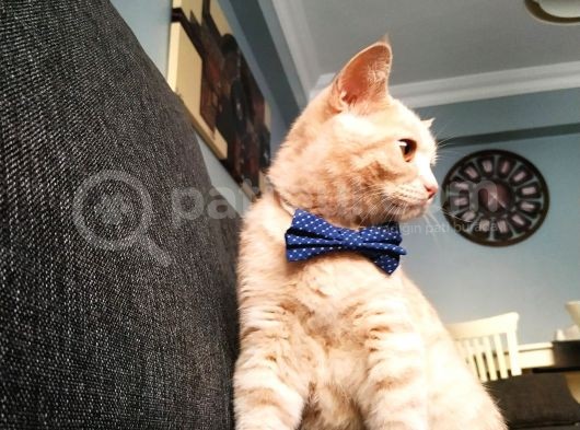 British Shorthair görsel
