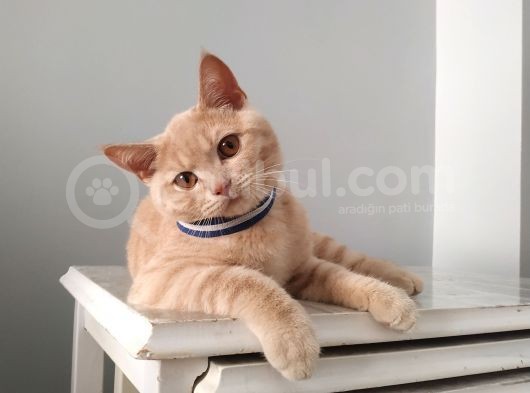 British Shorthair görsel