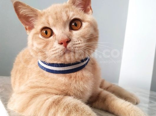 British Shorthair görsel