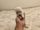 Elma Kafa Küt Burun Chihuahua Yavruları