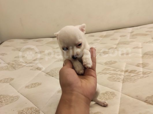 Elma Kafa Küt Burun Chihuahua Yavruları görsel