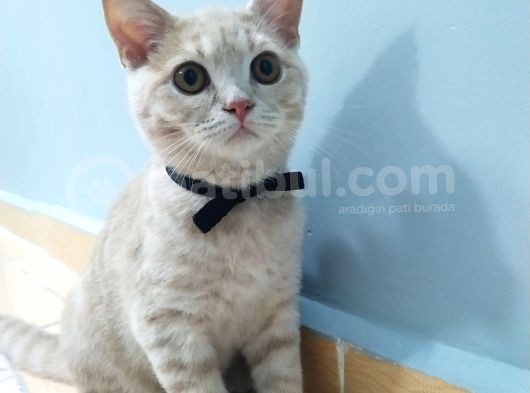 British Shorthair görsel