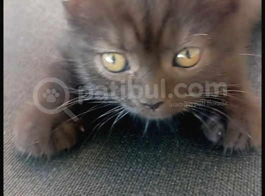 2Aylik Minik Yavrularımız Yeni Yuvalarını Ariyor görsel