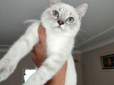 British Shorthair Blue Point 3 Aylık Dişi
