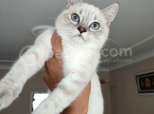 British Shorthair Blue Point 3 Aylık Dişi görsel