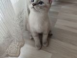 British Shorthair Blue Point 3 Aylık Dişi