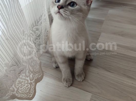 British Shorthair Blue Point 3 Aylık Dişi