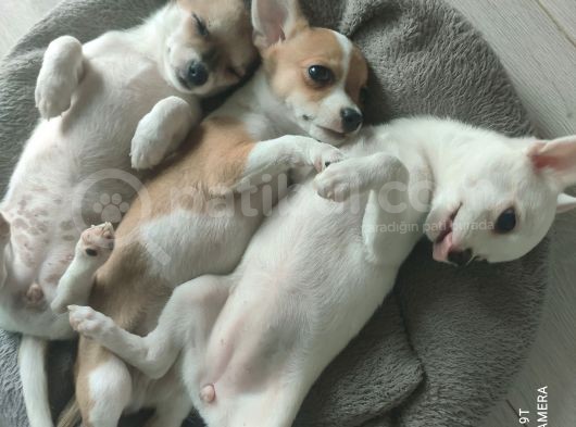 Elma Kafa Küt Burun Chihuahua Yavruları