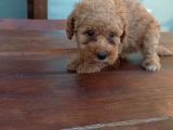 Maltipoo Yavrulari Mama Ve Malzeme Kampanyali