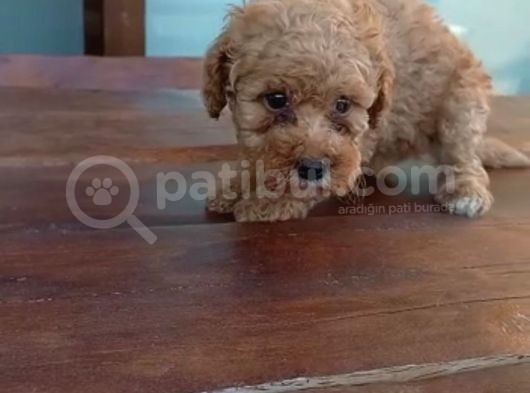 Maltipoo Yavrulari Mama Ve Malzeme Kampanyali görsel