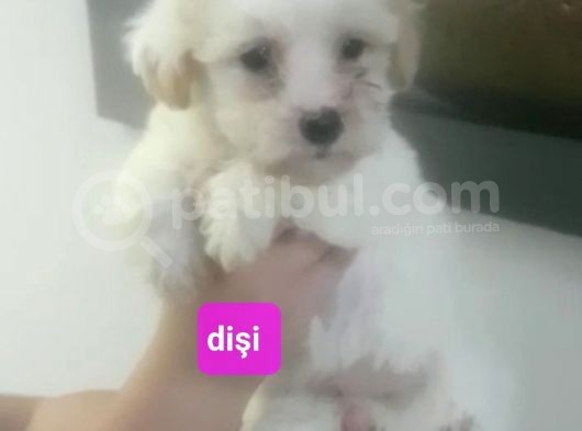 Disi Miniğim 55Günlük Orjinal Minyatür görsel