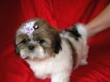 Shih Tzu Yavrulari Çi̇ftli̇kten