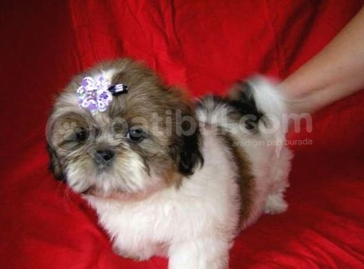 Shih Tzu Yavrulari Çi̇ftli̇kten görsel