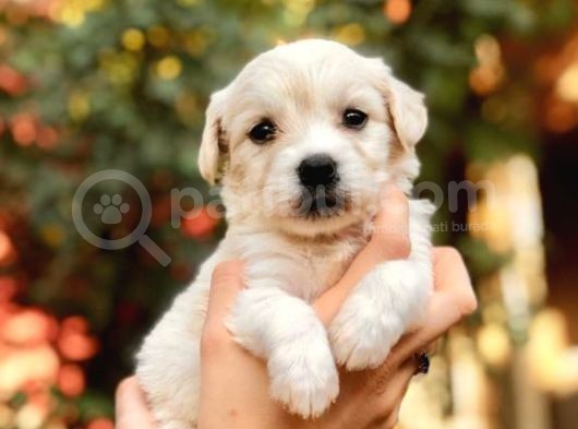 Maltipoo Bebekler