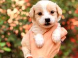 Maltipoo Bebekler