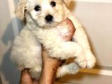 Maltipoo Bebekler