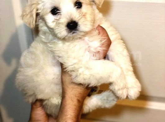 Maltipoo Bebekler görsel