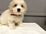 Maltipoo Bebekler