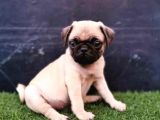 Sifir Burun Gül Kuyruk Pug Moops Yavrulari