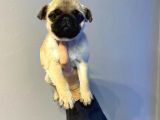 Sifir Burun Gül Kuyruk Pug Moops Yavrulari