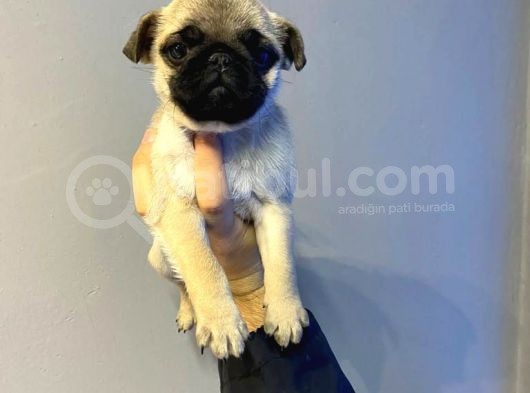 Sifir Burun Gül Kuyruk Pug Moops Yavrulari