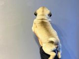 Sifir Burun Gül Kuyruk Pug Moops Yavrulari