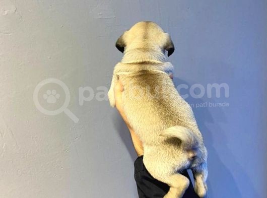 Sifir Burun Gül Kuyruk Pug Moops Yavrulari görsel