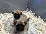 Sifir Burun Gül Kuyruk Pug Moops Yavrulari