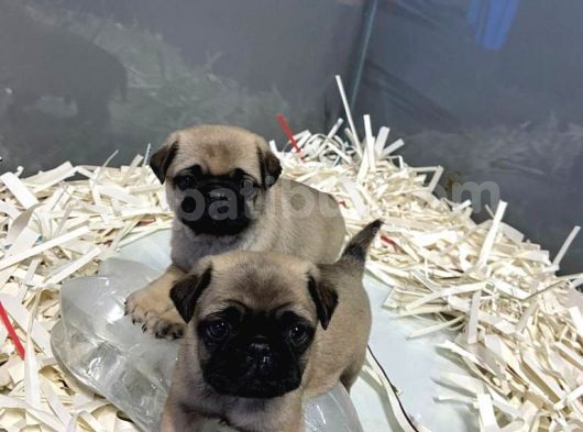 Sifir Burun Gül Kuyruk Pug Moops Yavrulari görsel