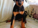 Yüksek Kali̇te Doberman Yavrulari