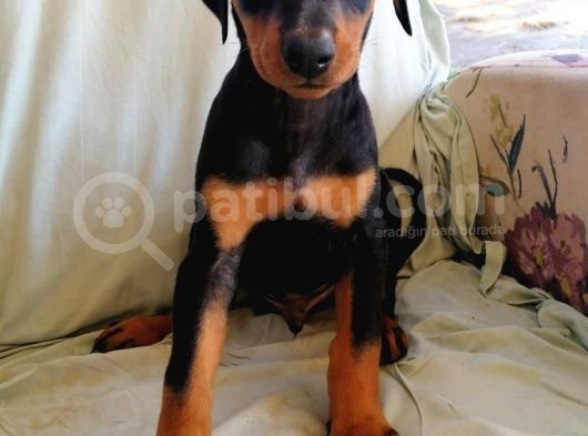 Yüksek Kali̇te Doberman Yavrulari görsel