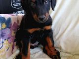 Yüksek Kali̇te Doberman Yavrulari
