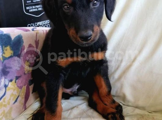 Yüksek Kali̇te Doberman Yavrulari görsel