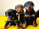 Yüksek Kali̇te Doberman Yavrulari