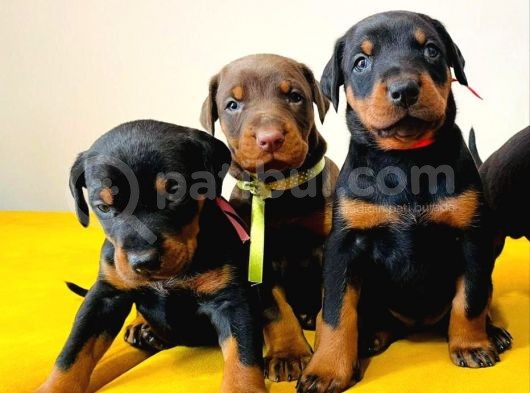 Yüksek Kali̇te Doberman Yavrulari