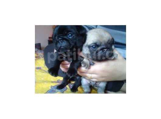 Pug Mops Yavrulari Mama Ve Malzeme Kampanyanli görsel