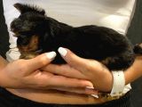 Dişi Yorkshire Terrier A Kalite Safkan