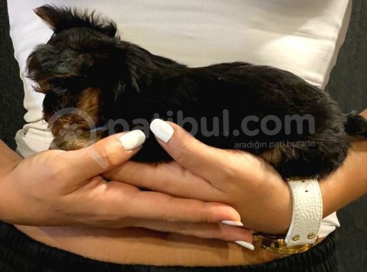 Dişi Yorkshire Terrier A Kalite Safkan görsel
