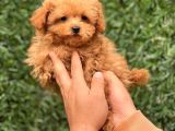Sevi̇mli̇ Toy Poodle Yavrular
