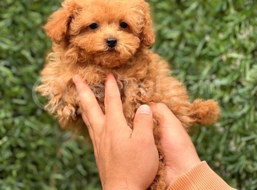 Sevi̇mli̇ Toy Poodle Yavrular görsel