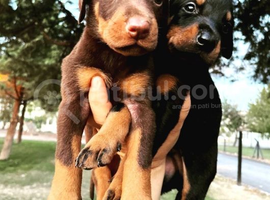 Safkan Doberman Yavruları  Hazır!