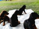 Safkan Doberman Yavruları  Hazır!