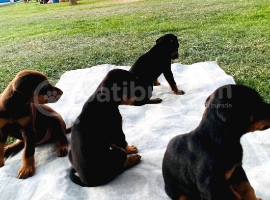 Safkan Doberman Yavruları  Hazır! görsel