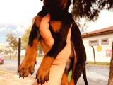 Safkan Doberman Yavruları  Hazır!