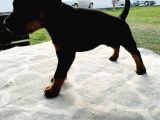 Safkan Doberman Yavruları  Hazır!