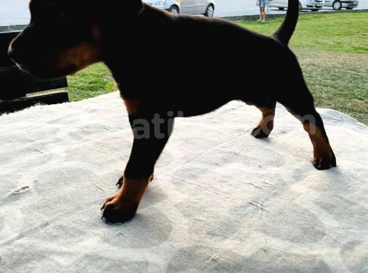 Safkan Doberman Yavruları  Hazır! görsel