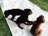 Safkan Doberman Yavruları  Hazır!