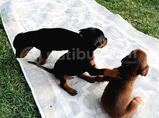 Safkan Doberman Yavruları  Hazır! görsel